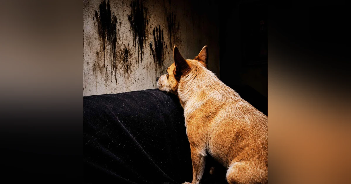 MI PERRO LE LADRA A LA PARED | 3 Historias REALES de Terror