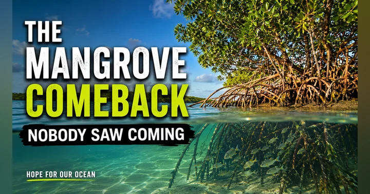 image for The Mangrove Comeback Nobody Saw Coming