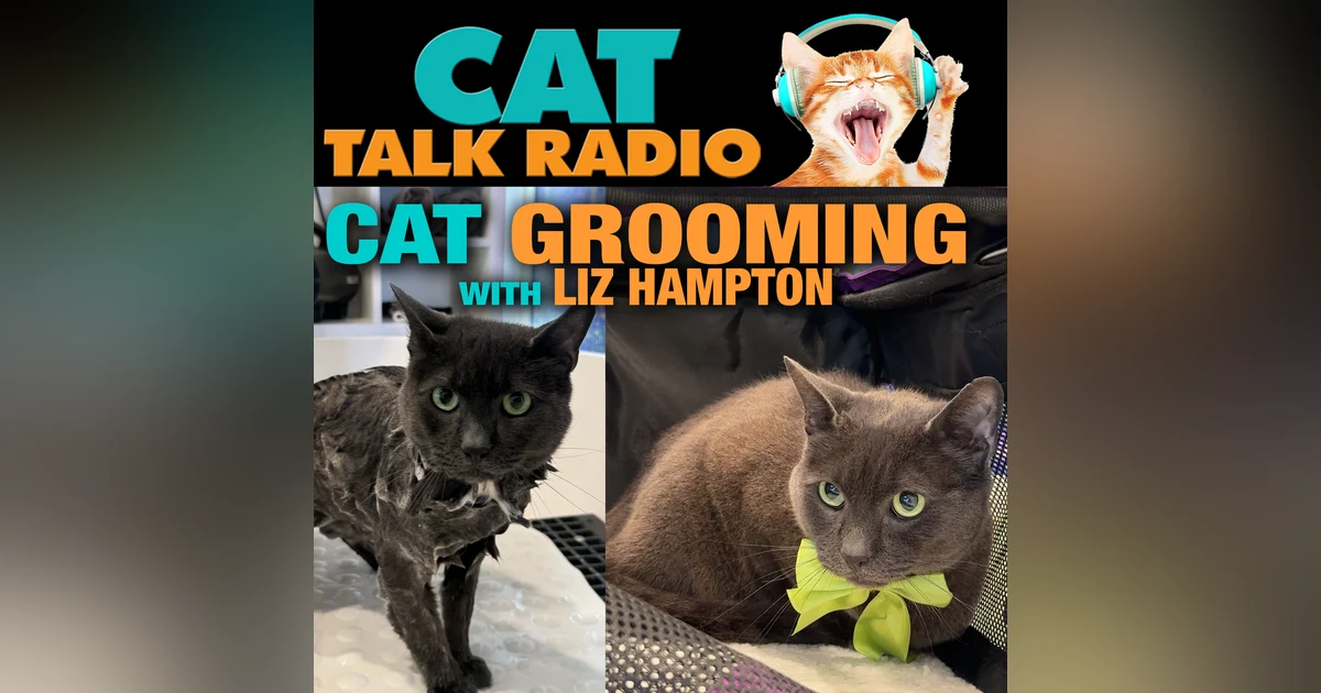 The Kitty Clean Routine: What’s Normal and What’s Not in Cat Grooming