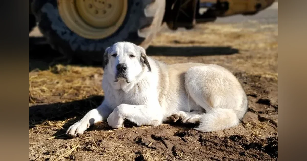 MISSING PERSONS FOUND (#3A) OUR CANINE HEROES
