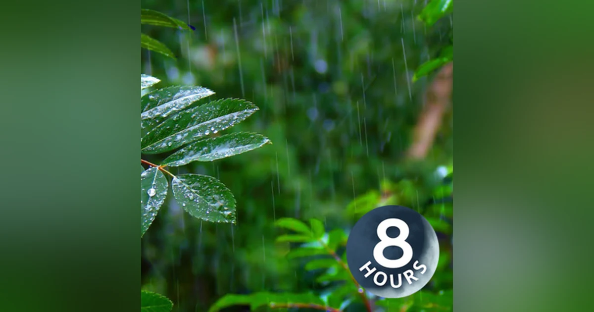 Rainforest Rain Sounds for Sleeping or Studying I White Noise Rainstorm 8 Hours