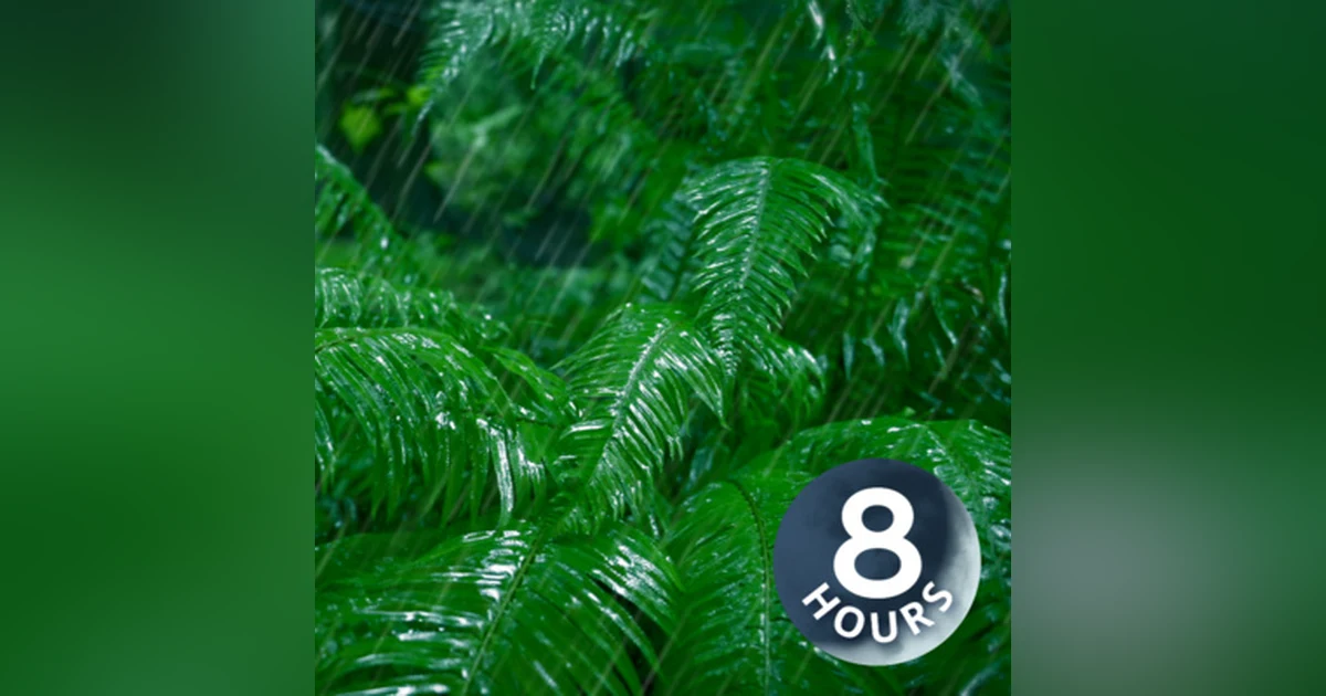 Rain Falling Sounds in Forest | 8 Hours Relaxing Rainstorm for Sleep, Studying or Stress Relief