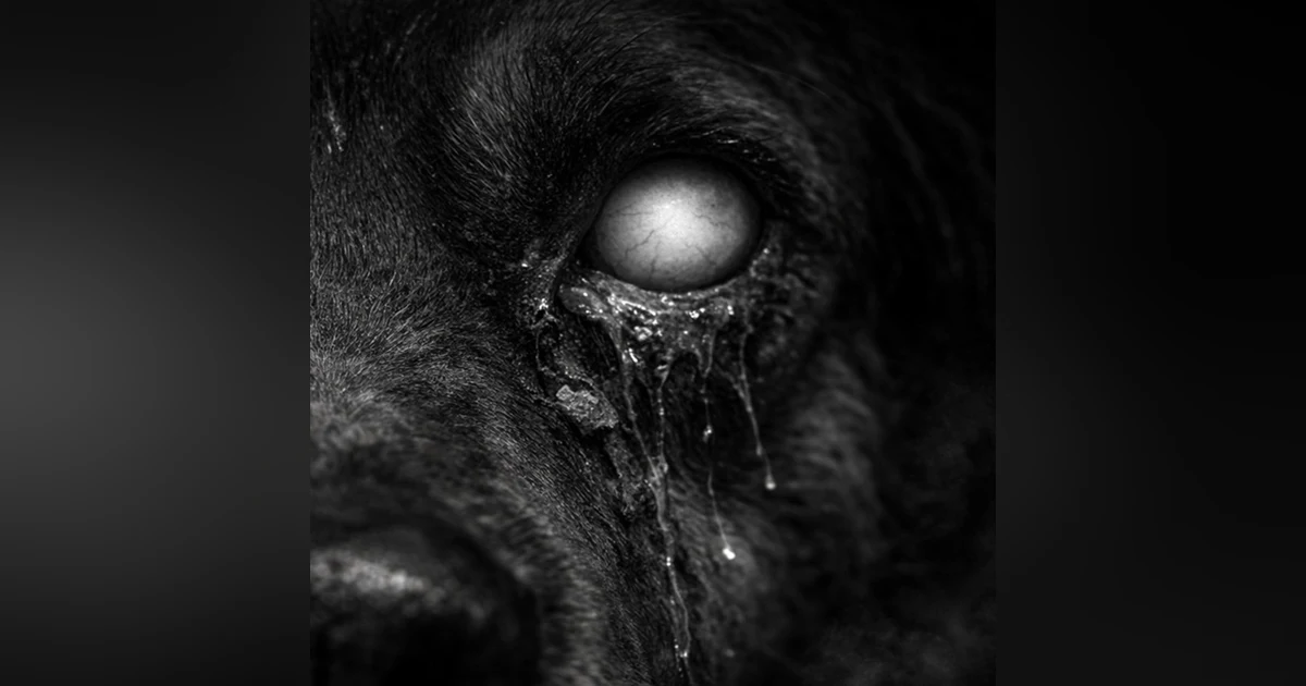 No Te Pongas Lagañas De Perro En Los Ojos MirHistorias De Terror - REDE
