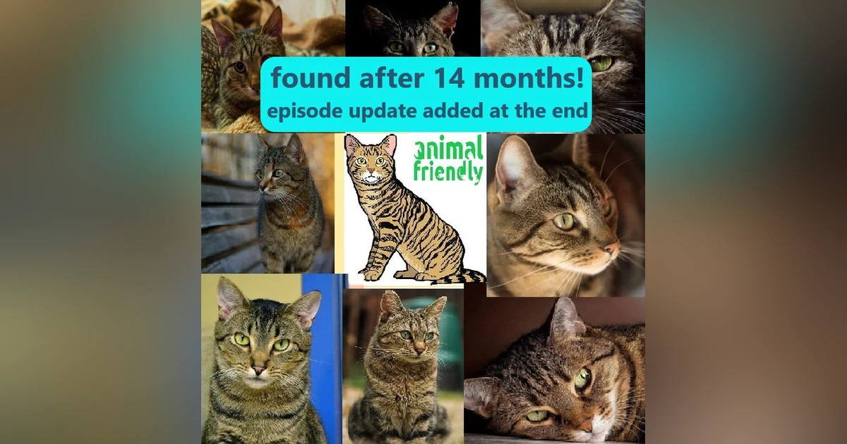 15. Looking for a Lost Cat