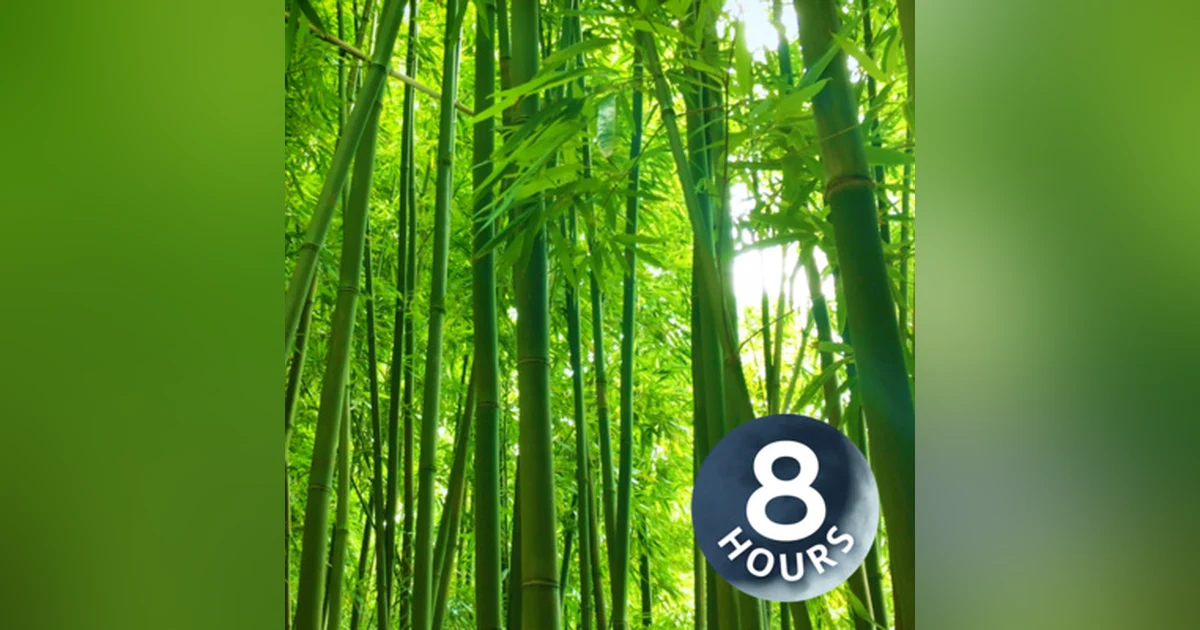 Bamboo Forest Wind Sounds 8 Hours | White Noise for Studying, Sleeping, Relaxation