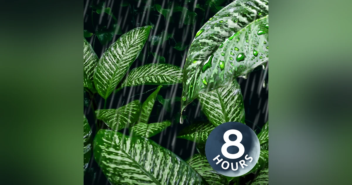 Rain on Leaves Deep in the Forest | 8 Hour Rain Sounds for Sleeping