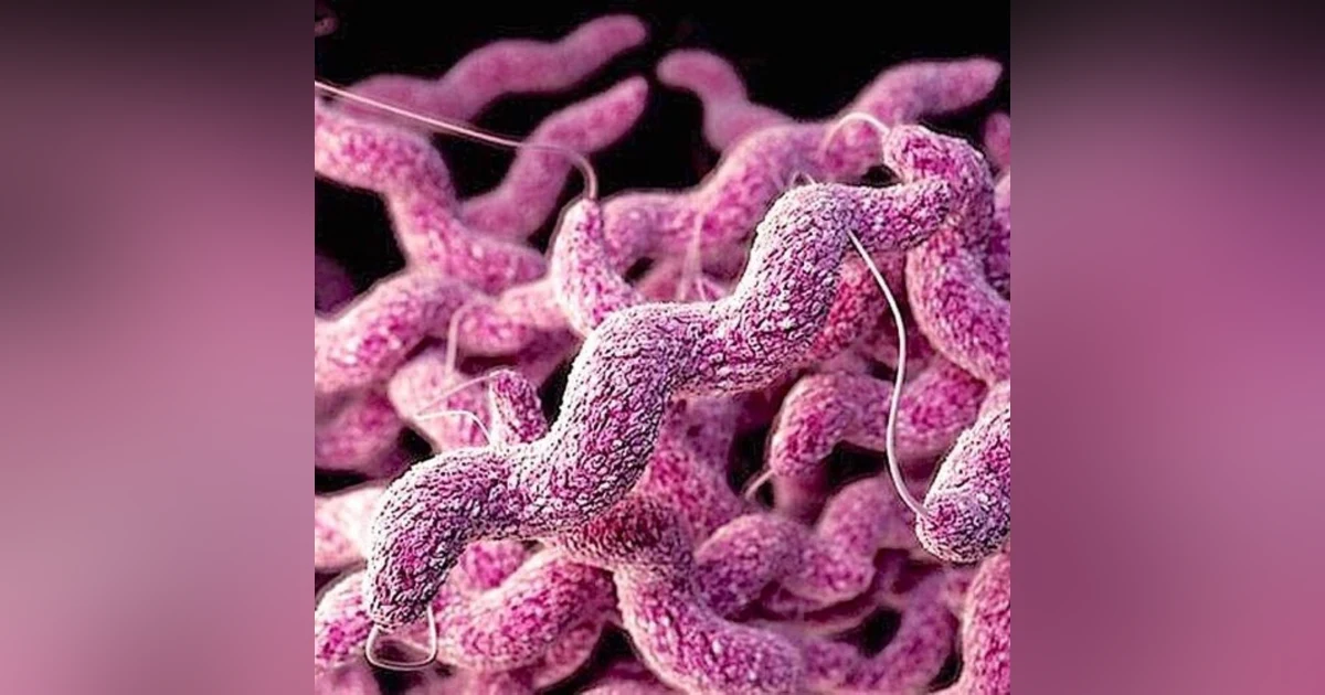 S5 E7: That's a Little Campy: The Story of Campylobacter