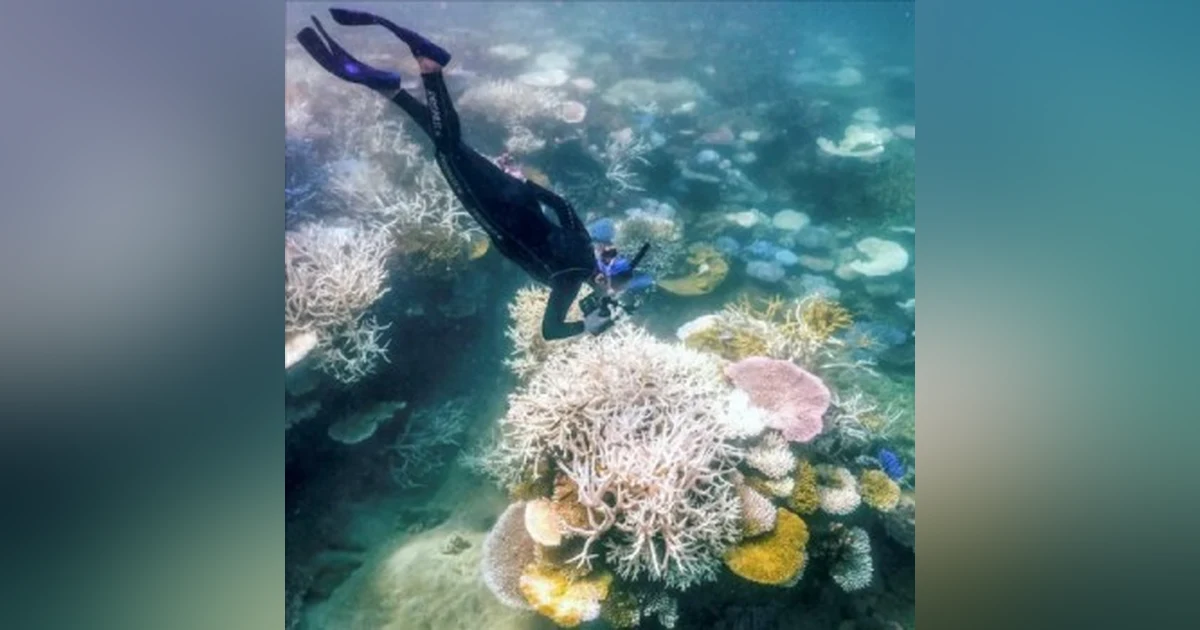 Coral Sea Heat Hits Record Highs: Great Barrier Reef at Risk