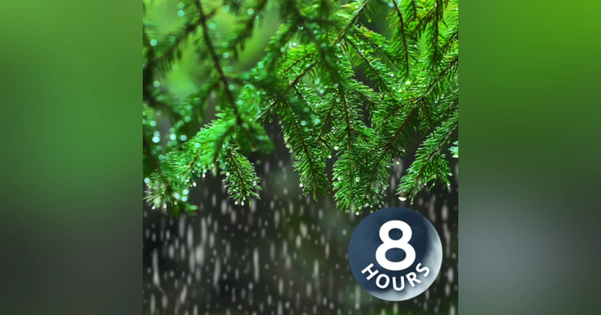 Light Rain in the Woods 8 Hours I Relaxing Rainstorm White Noise for Sleep