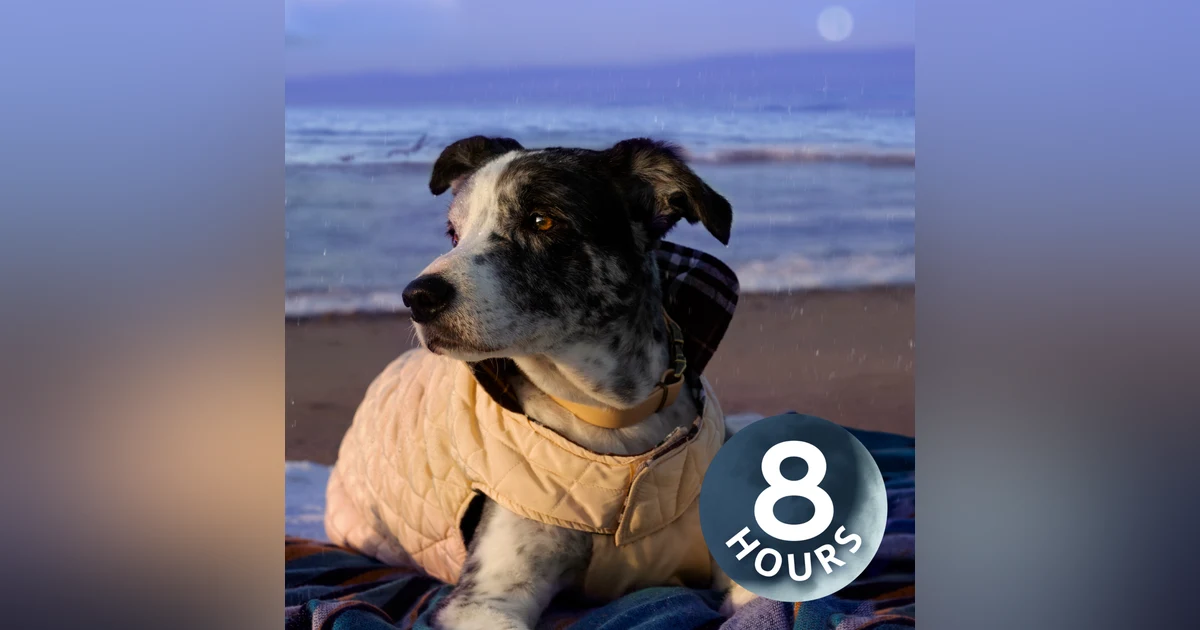 Light Rain + Ocean Waves to Help Calm Anxious Dogs & Stop Barking | 8 Hours