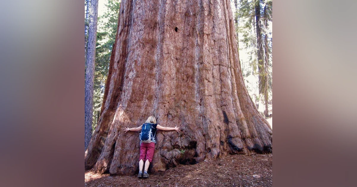 #17: Sequoia and Kings Canyon National Parks