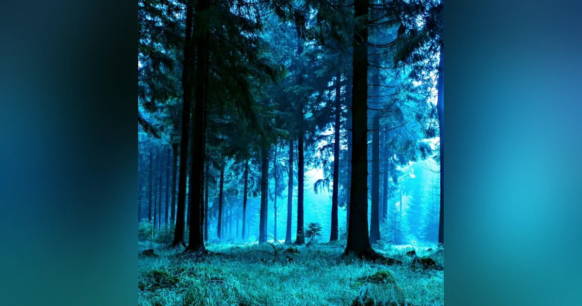 12 Hours Forest Night Nature Sounds for Sleep or Studying | White Noise