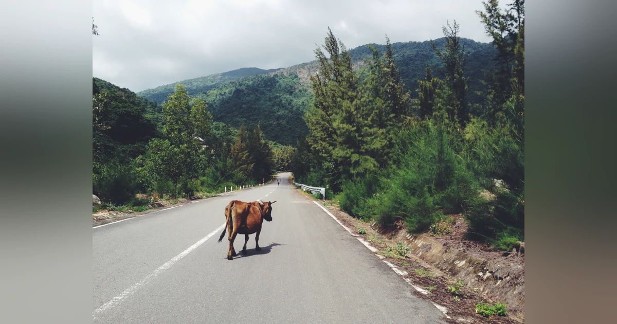 Everyday Buddhism 22 - Release Your Cows