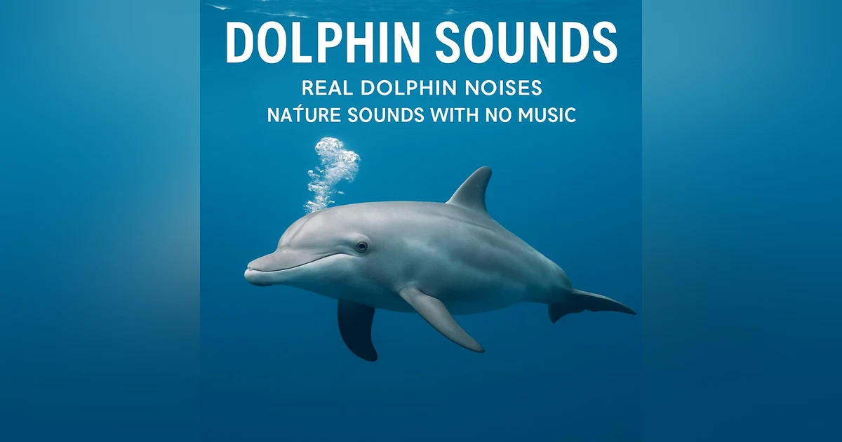 Dolphin Sounds   Real Dolphin Noises   Nature sounds with No Music