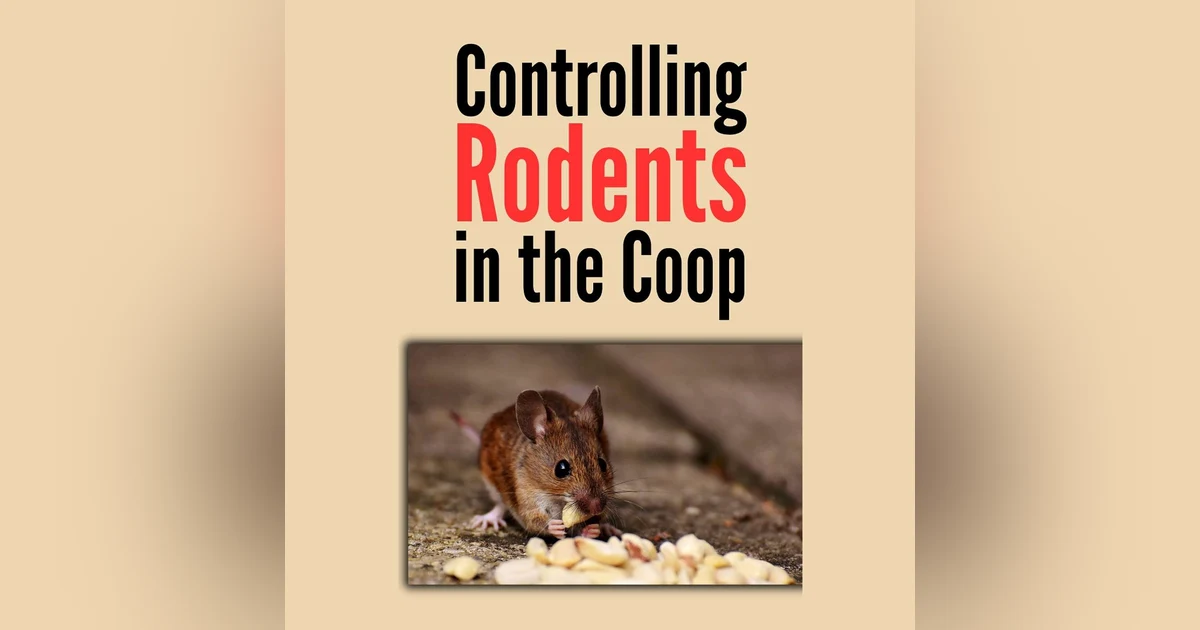 Controlling Rodents in the Chicken Coop