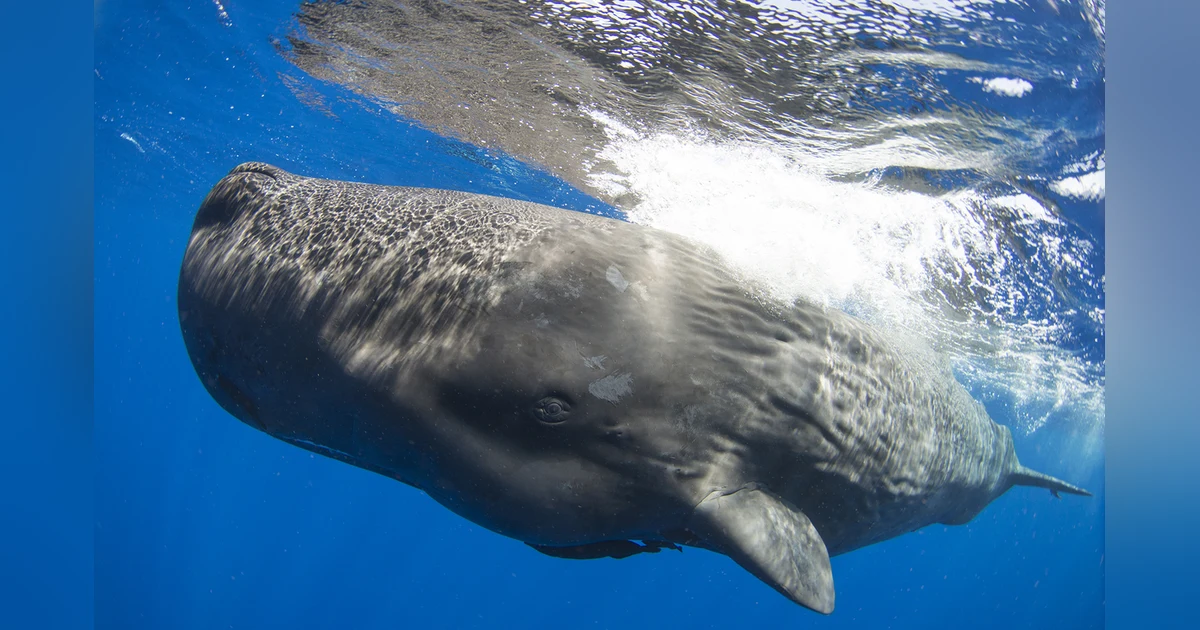 Whale 2.0: Shane Gero on decoding the language and culture of sperm whales (Part Two)