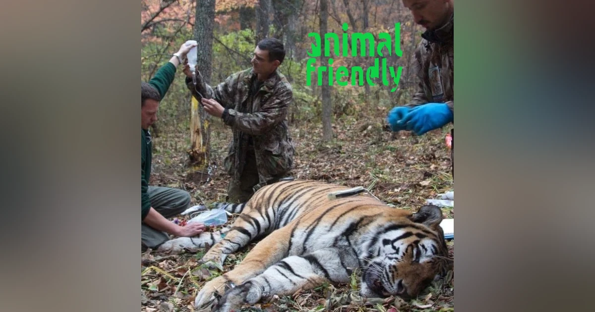 13. Tyger Tyger