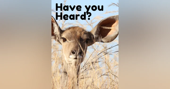 image for Have You Heard? With Jesse and Jordan