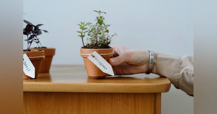 image for The Marvelous Benefits of Cultivating An Herb Garden
