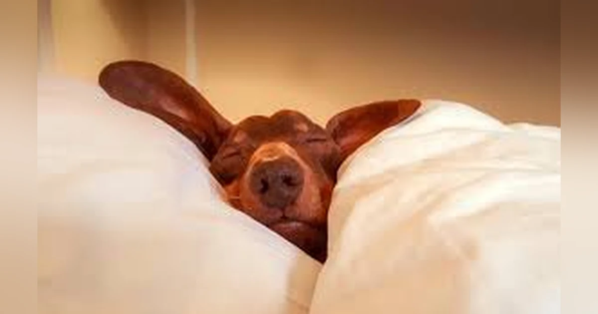 Tips For Better Sleep