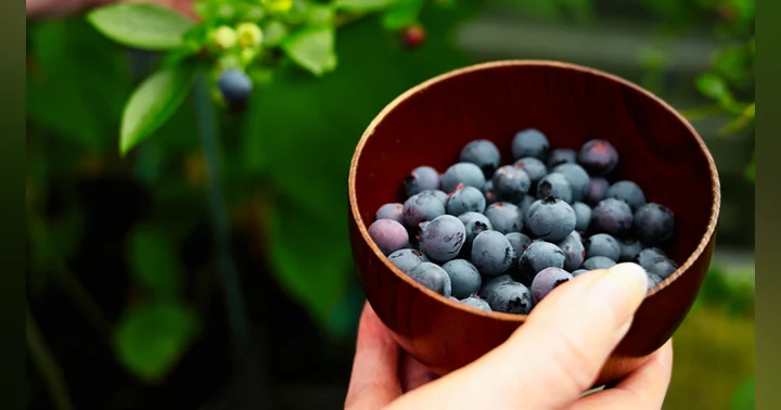 image for 🫐 Why We Still Go Blueberry Picking Every Summer