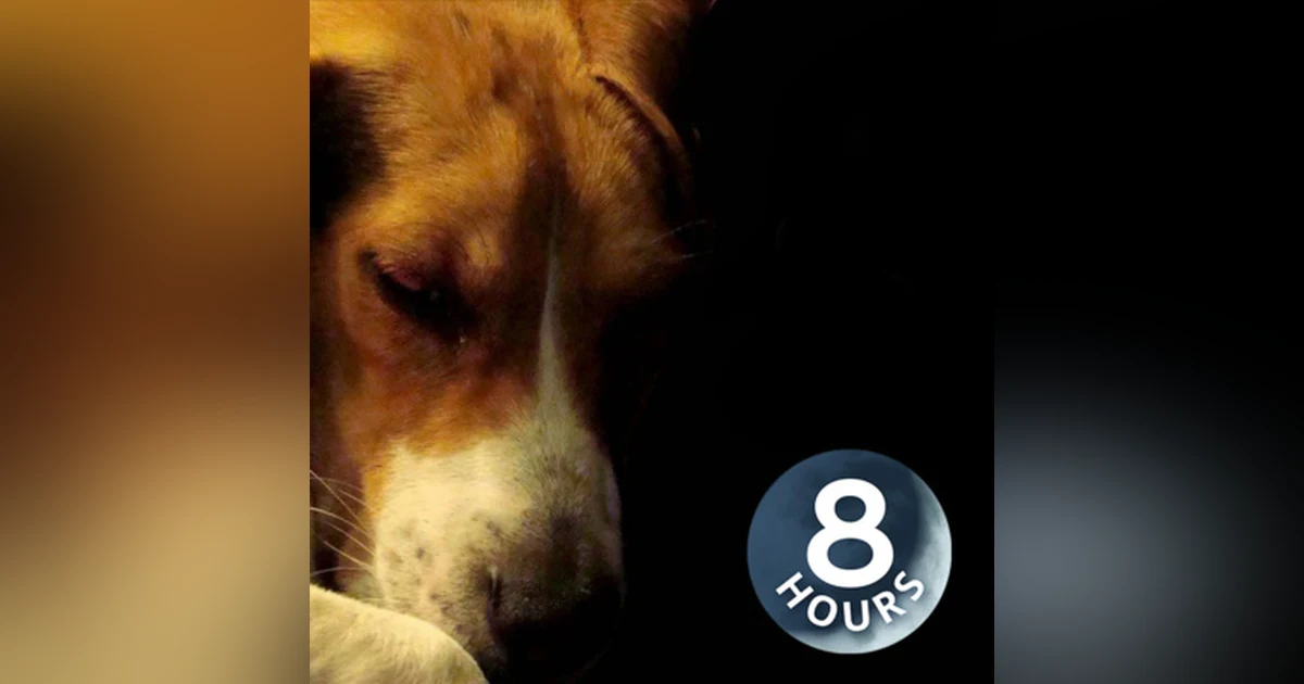 Calm Your Dog 8 Hours | Rain Sounds to Soothe an Anxious Dog