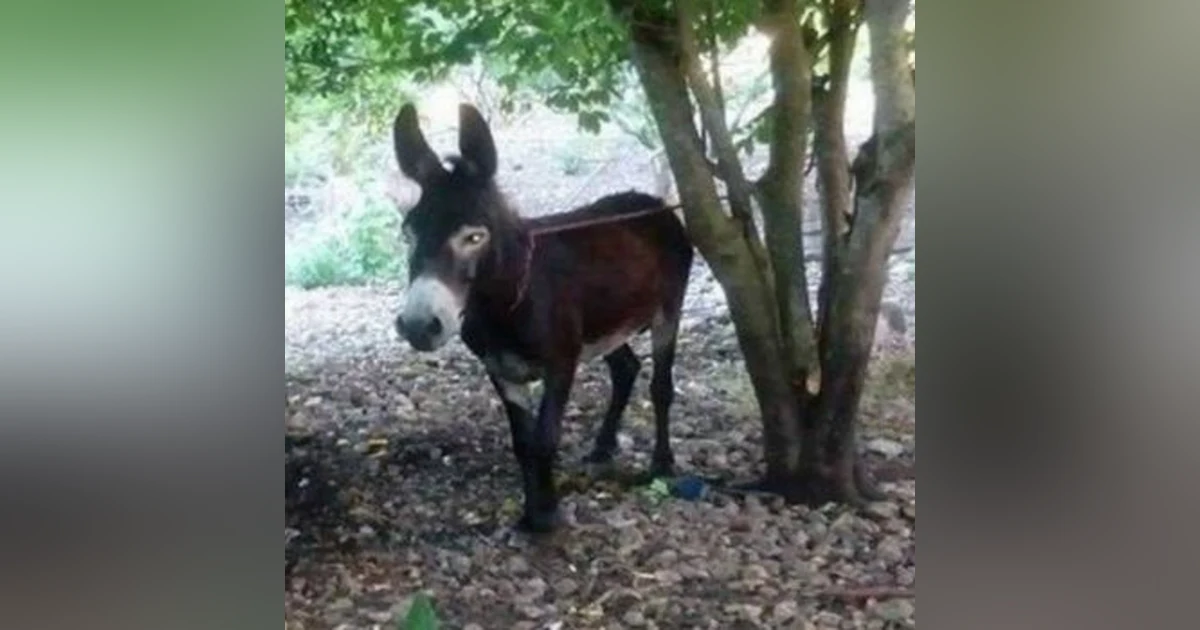 Historias de Miedo Julio 3 2020 EL BURRO QUE CAMINA EN DOS PATAS
