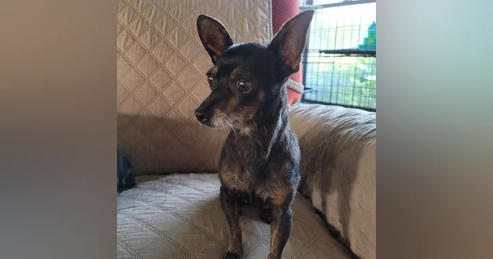 image for Is Your Senior Dog Just Getting Older, or Are They in Pain?