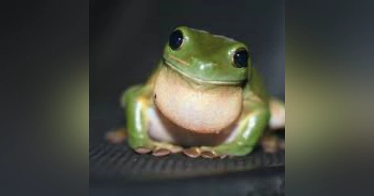 S6 E7: It's Not Easy Being Green: The Story of Frog Fungal Disease