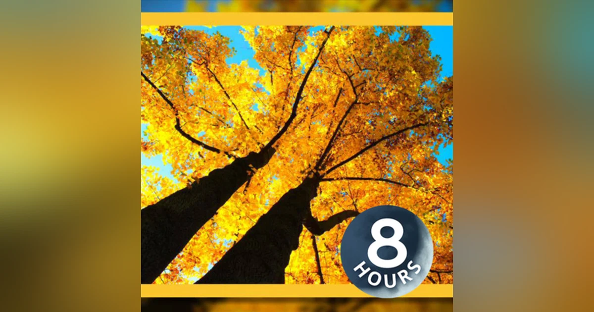 Wind in the Trees 8 hours | Relax or Sleep to Soothing White Noise