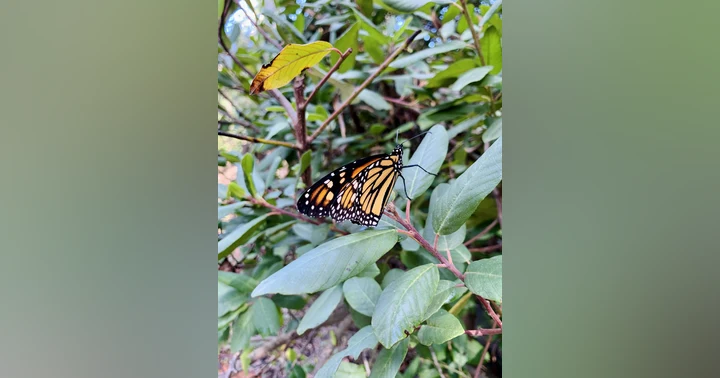 image for 🦋 The bad news that might be good news