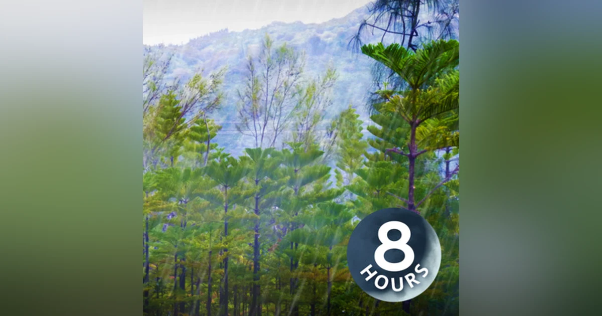 Forest Rainstorm Sound for Sleeping or Studying 8 hours | Rain Sounds White Noise