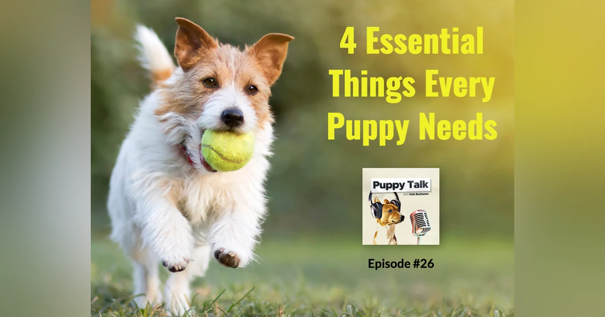 4 Essential Things Every Puppy Needs