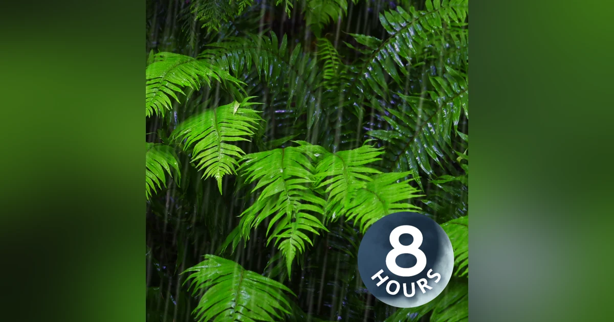 Fall Asleep with 8-Hour Rainforest Ambience | Rain Sounds for Sleeping & Relaxation
