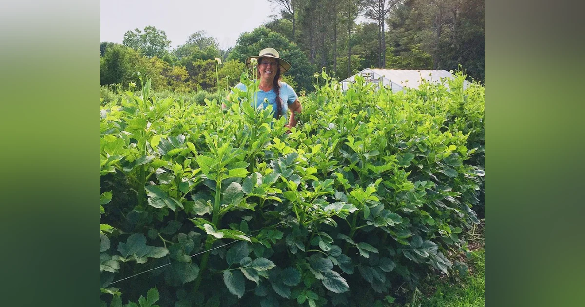Episode 46:  Overwintering Dahlias in the Ground, Zones 5 and Warmer