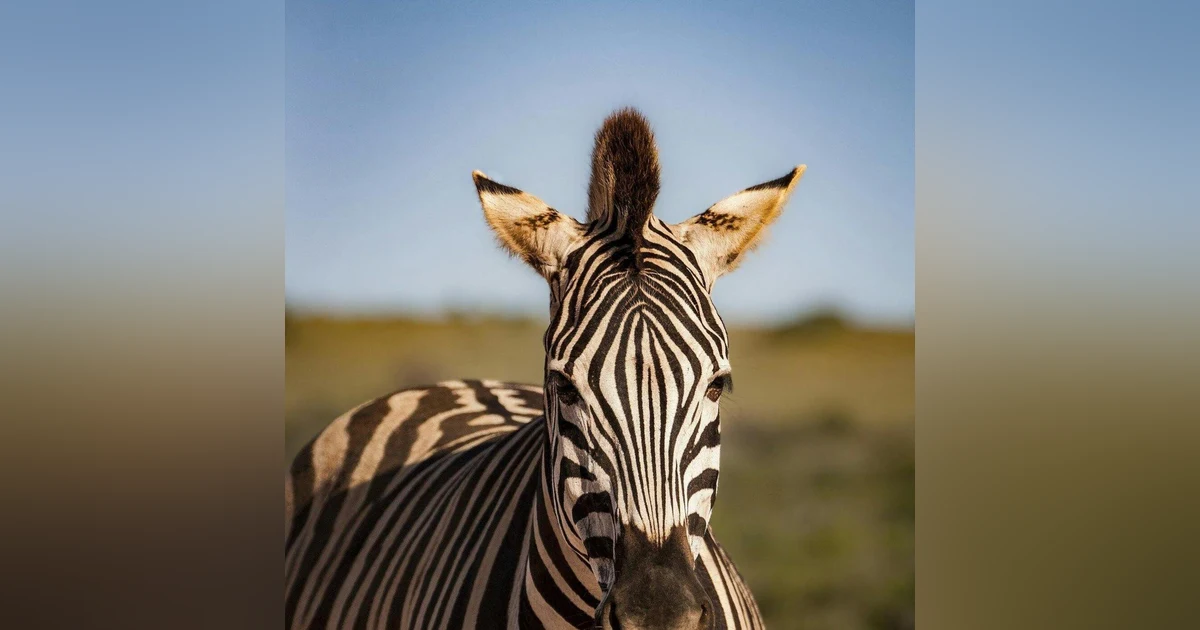 Can a Zebra EVER Change His Stripes? Should We Trust Him To?