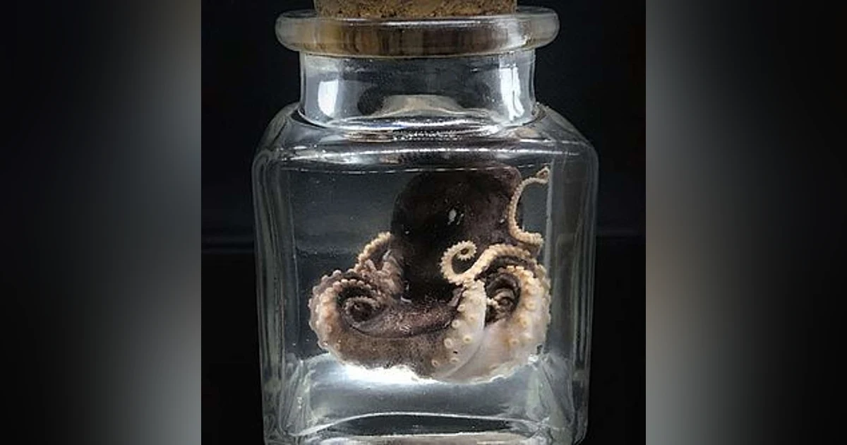 The Laboratory of Dr Smith