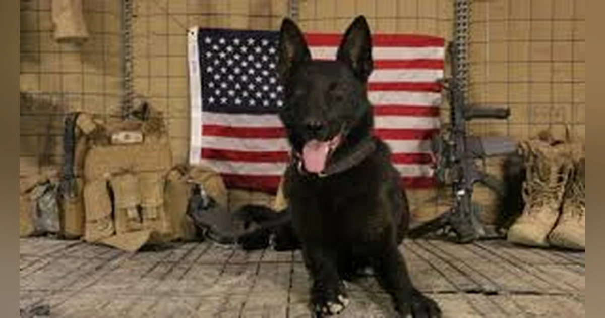 #JE SUIS CHIEN: OUR CANINE HEROES