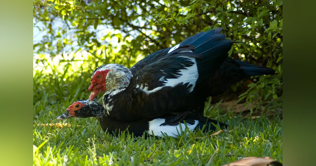 Animal Sexual Behavior