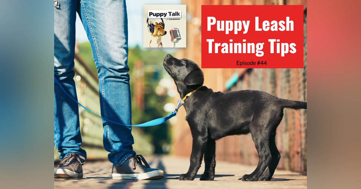 Puppy Leash Training Tips