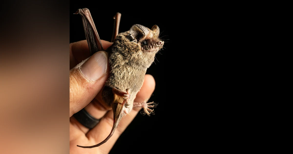 Spooky Special: Bats (Part I) with Joey Curti and Rachel Blakey