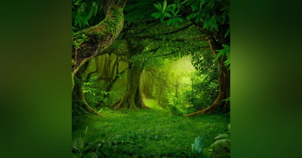Selva sonidos : Ambiente de selva tropical y sonido de animales para relajarse, dormir y estudiar.