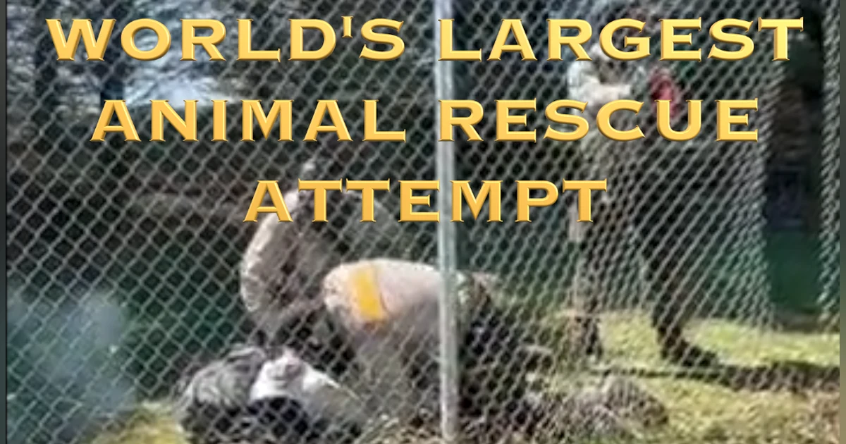 Mass Beagle Rescue Turns Chaotic After Tear Gas