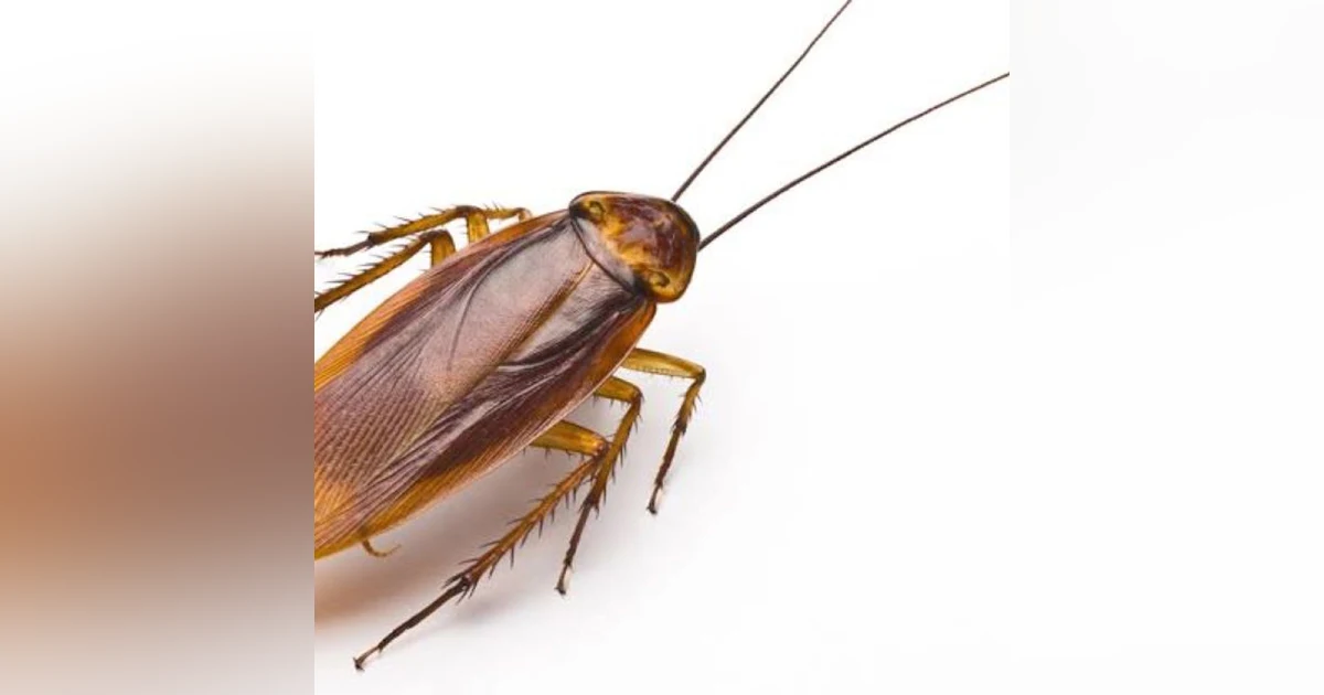S5 E4: The Roach Motel: The Story of the Cockroach