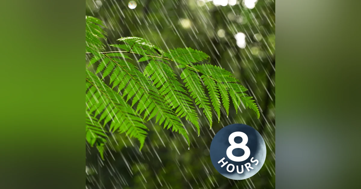 Australian Rainforest Rain Sounds for Sleeping or Focus I White Noise Rainstorm 8 Hours