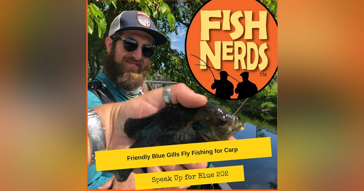 Friendly Blue Gills Fly Fishing for Carp and Speak Up for Blue 202