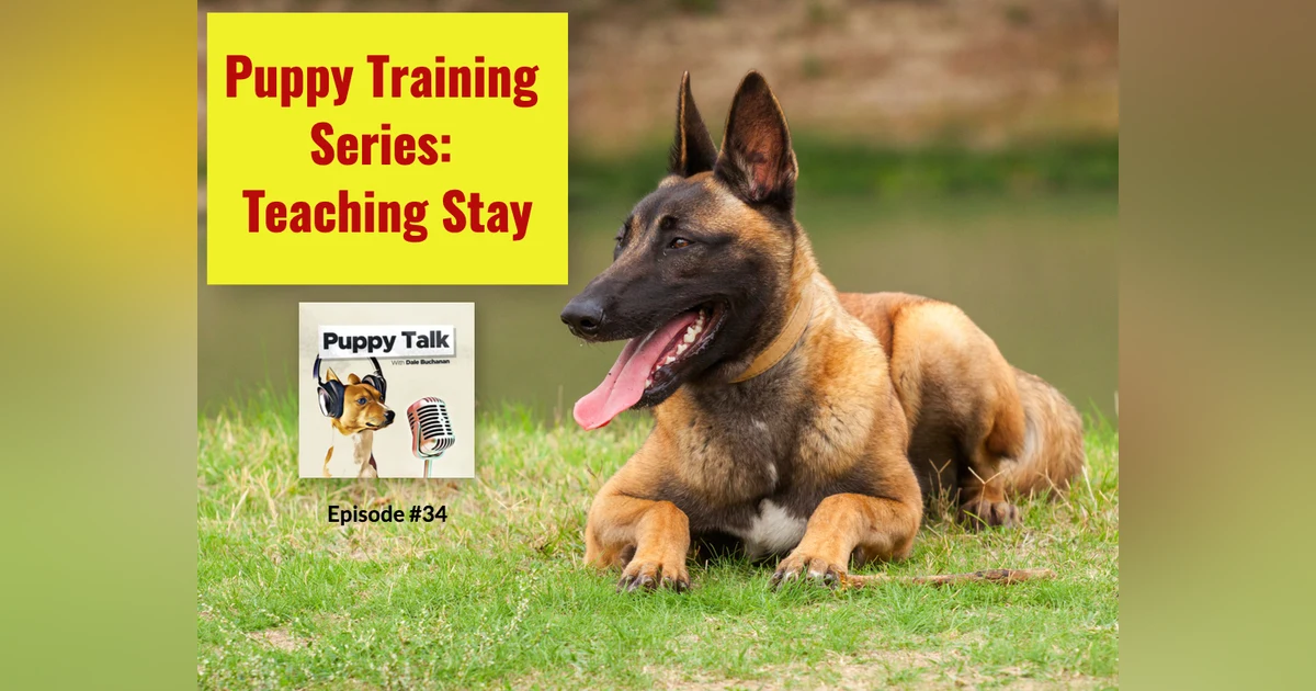 Puppy Training Series: Teaching Stay