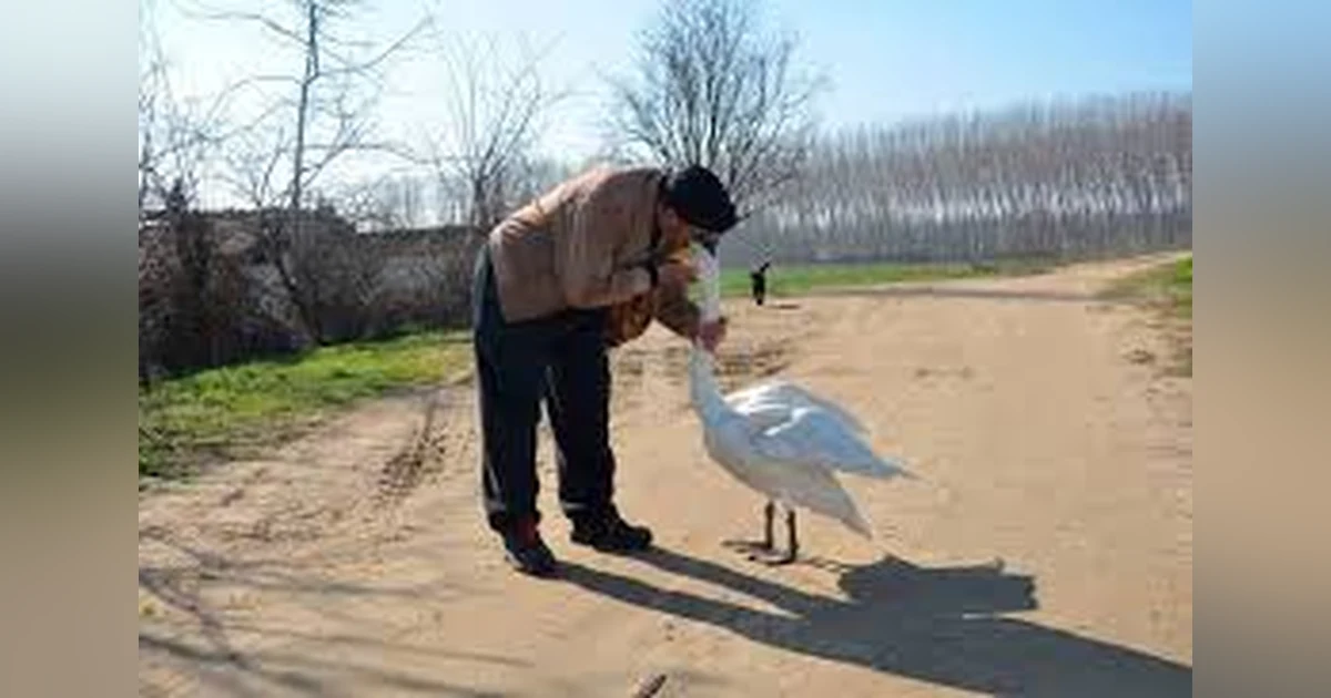 For the Love of a Swan