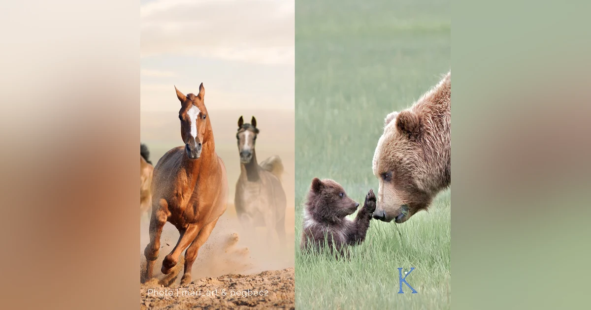Saving America’s Iconic Wildlife | With Tracy Wilson & Chris Servheen
