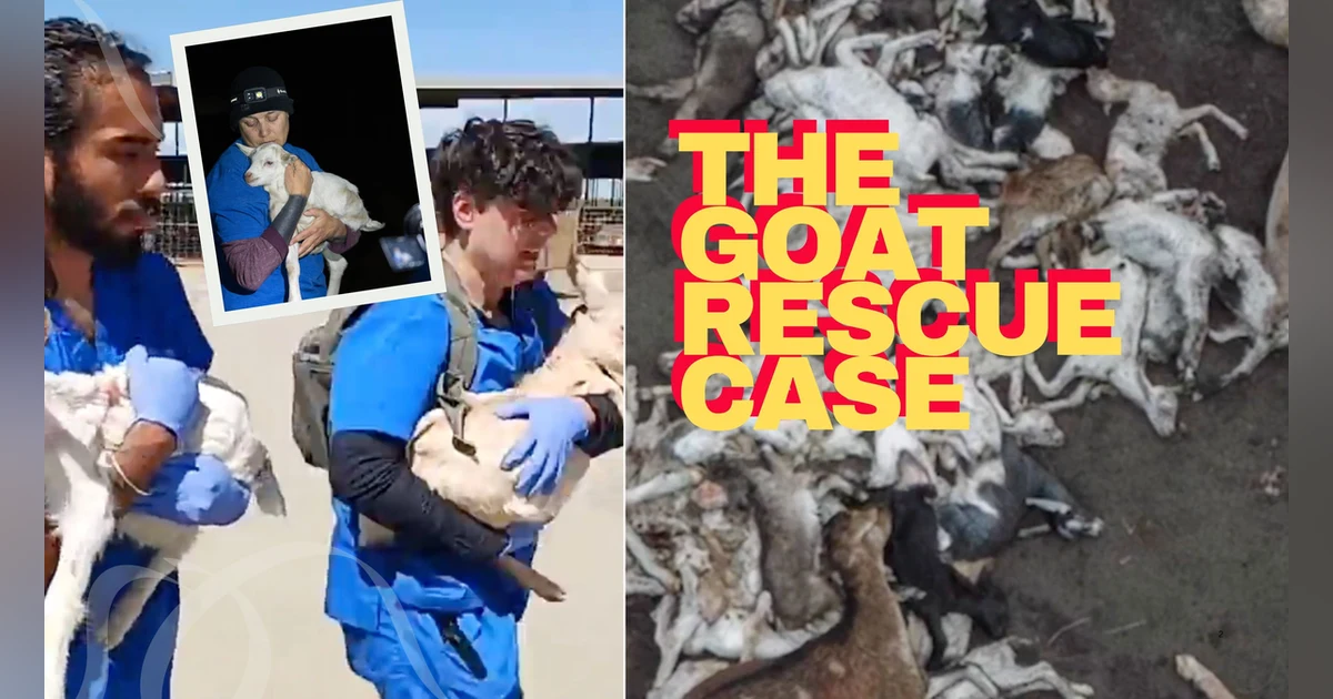 Goat Rescue Trial Takes a Dramatic Turn